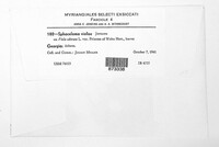 Elsinoe violae image